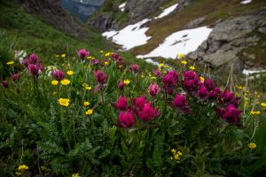 red mountain paintbrush pd (1 of 1)-3-c86.jpg